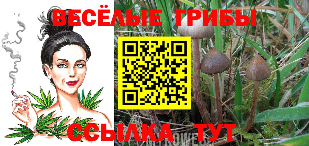 Галлюциногенные грибы GOLDEN TEACHER Гурьевск